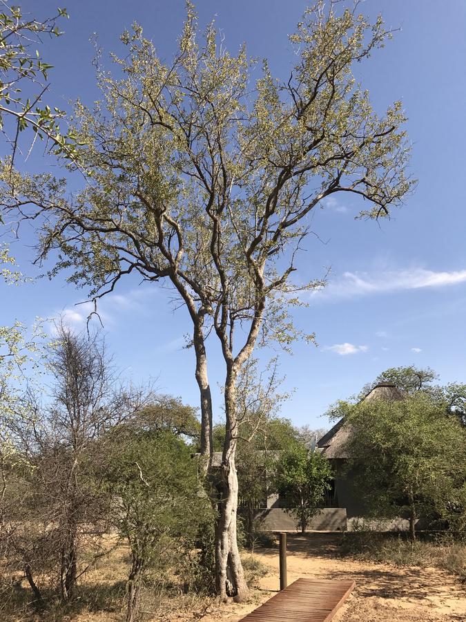 Leadwood Lodge Hoedspruit Eksteriør billede