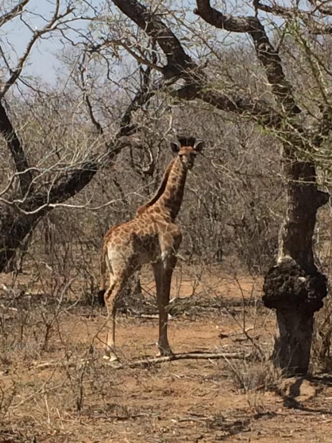 Leadwood Lodge Hoedspruit Eksteriør billede